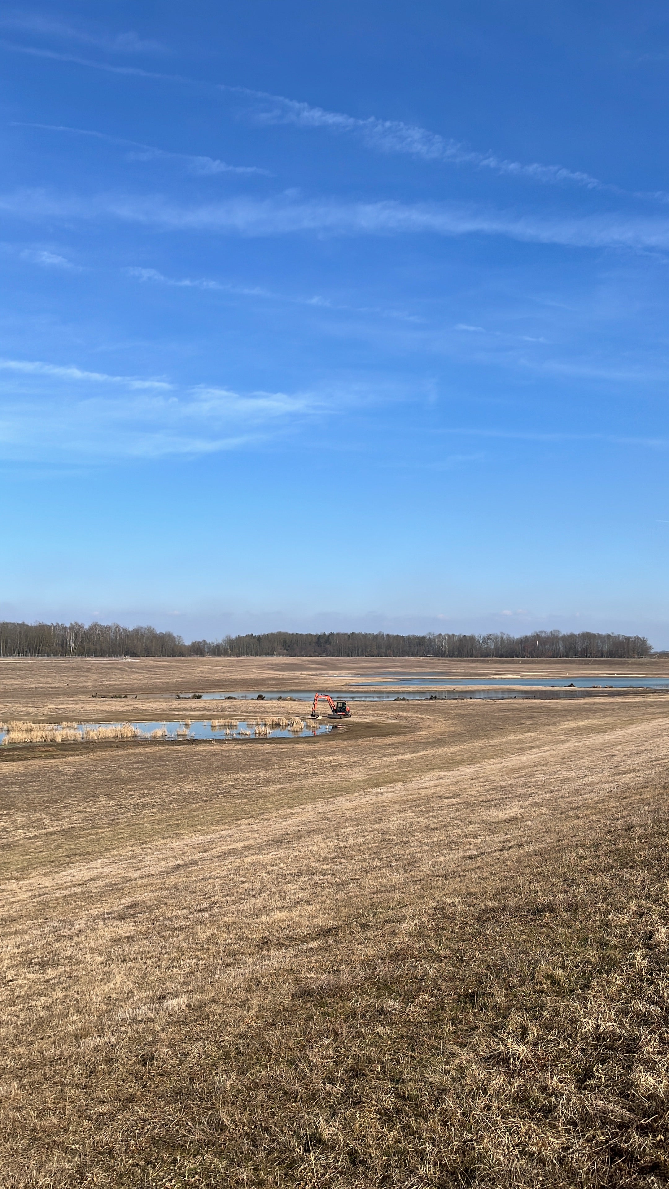 Kiebitz Ausgleichsfläche